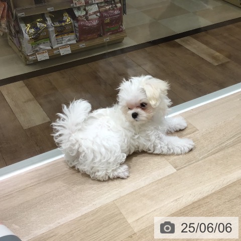 マルチーズの写真