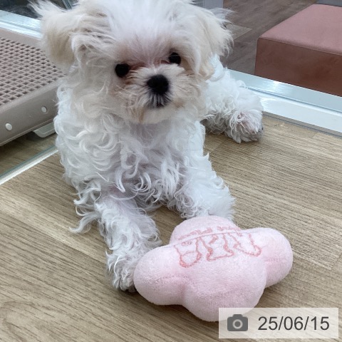 マルチーズの写真