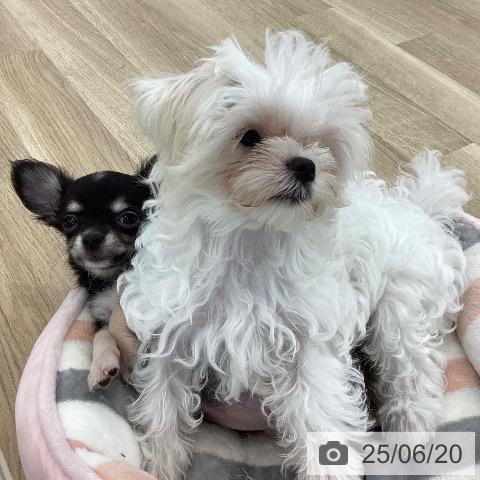 マルチーズの写真
