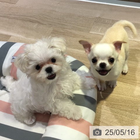 マルチーズの写真
