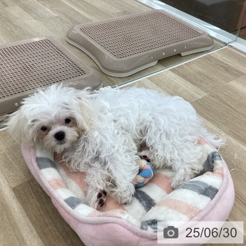 マルチーズの写真