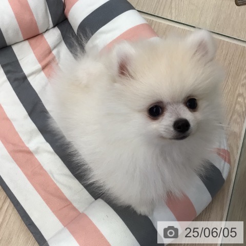 ポメラニアンの写真