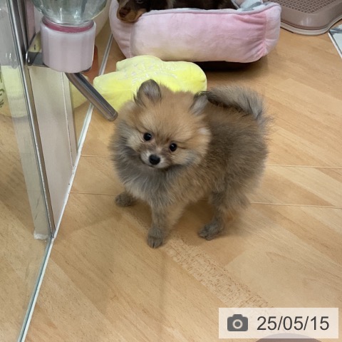ポメラニアンの写真