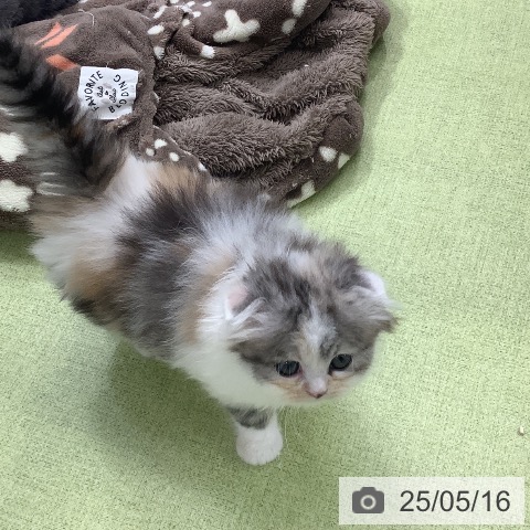スコティッシュフォールドの写真