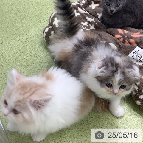 スコティッシュフォールドの写真