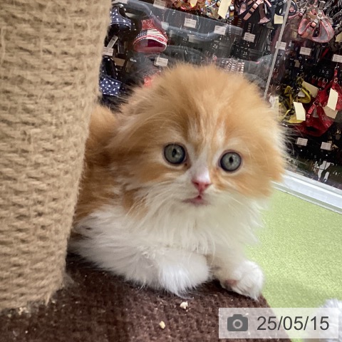 スコティッシュフォールドの写真