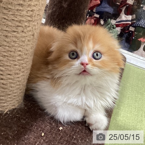 スコティッシュフォールドの写真