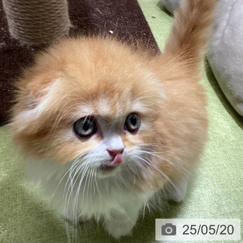 スコティッシュフォールドの写真