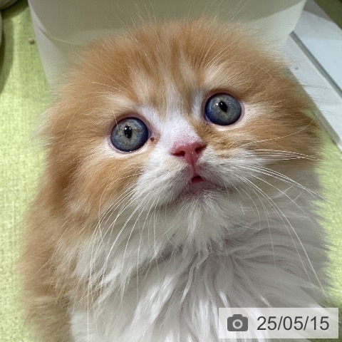 スコティッシュフォールドの写真