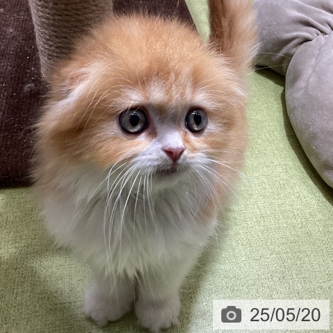 スコティッシュフォールドの写真
