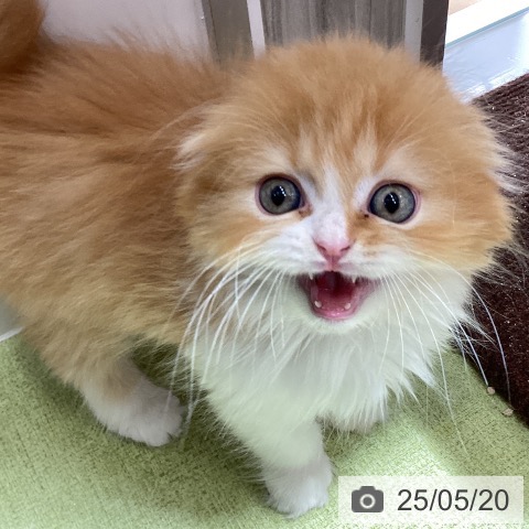 スコティッシュフォールドの写真