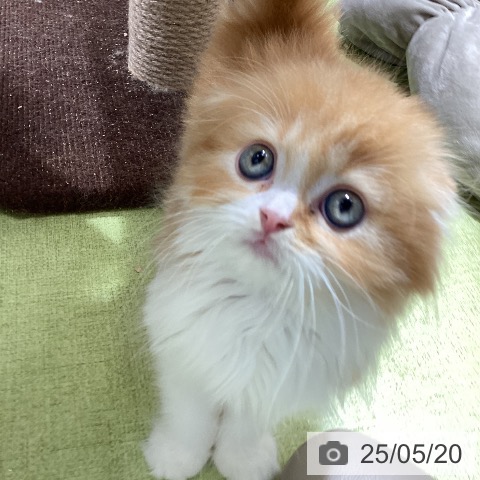 スコティッシュフォールドの写真