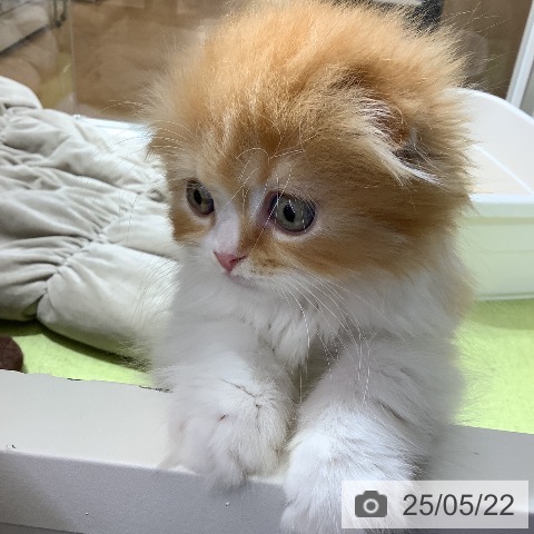 スコティッシュフォールドの写真