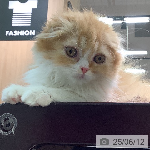 スコティッシュフォールドの写真