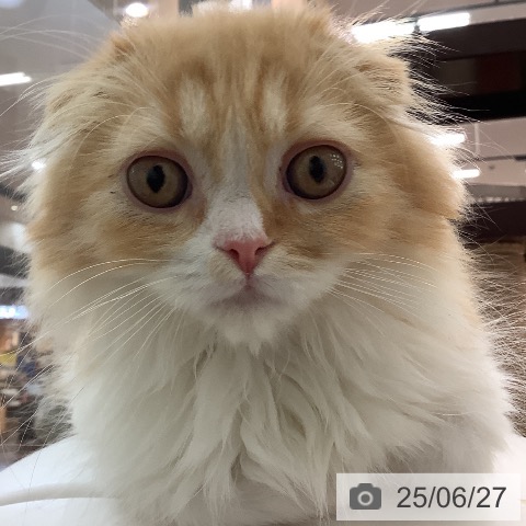 スコティッシュフォールドの写真