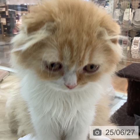 スコティッシュフォールドの写真