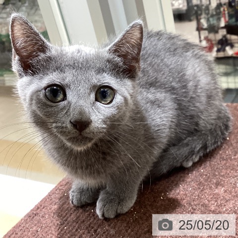 ロシアンブルーの写真