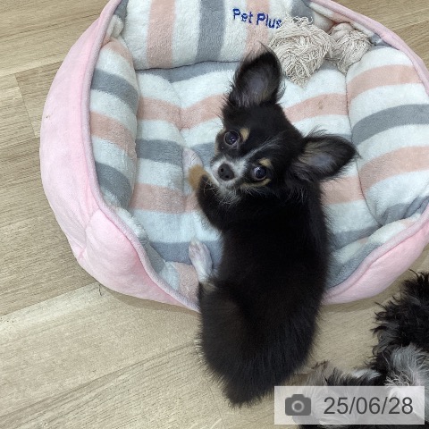 チワワの写真