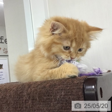 スコティッシュフォールドの写真