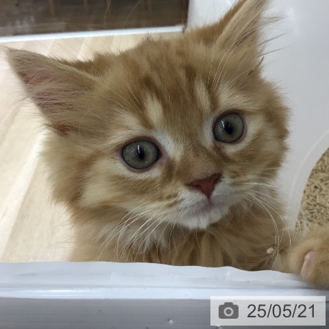 スコティッシュフォールドの写真