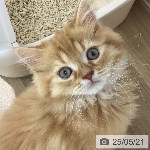 スコティッシュフォールドの写真