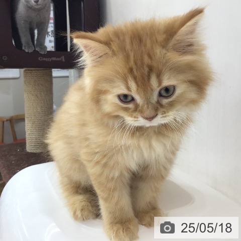 スコティッシュフォールドの写真