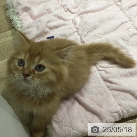 スコティッシュフォールドの写真