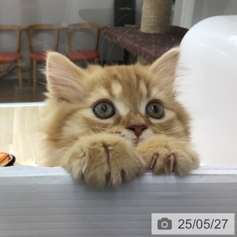スコティッシュフォールドの写真