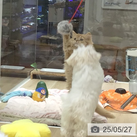 スコティッシュフォールドの写真