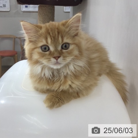 スコティッシュフォールドの写真