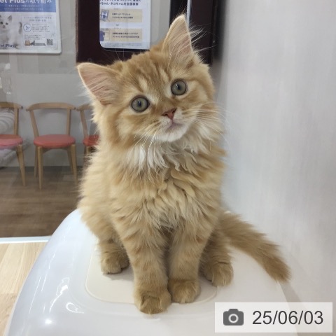スコティッシュフォールドの写真