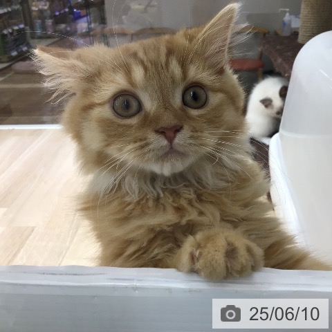 スコティッシュフォールドの写真
