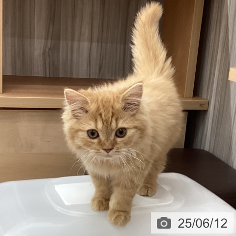 スコティッシュフォールドの写真