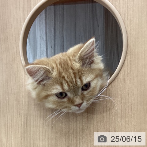 スコティッシュフォールドの写真