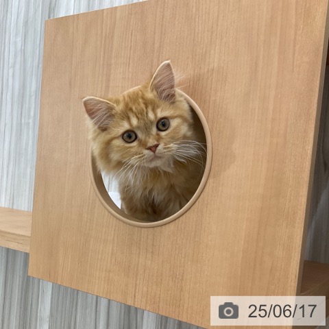 スコティッシュフォールドの写真