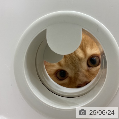 スコティッシュフォールドの写真