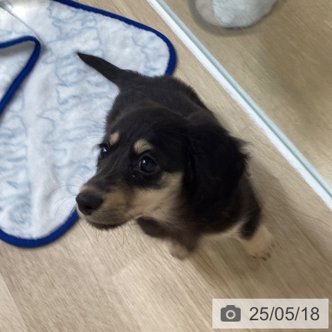 ミニチュア・ダックスフンドの写真