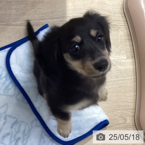 ミニチュア・ダックスフンドの写真