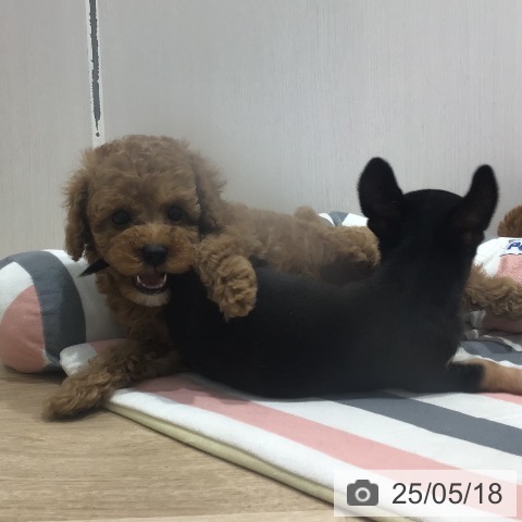 トイ・プードルの写真