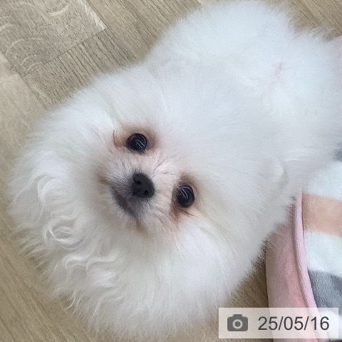 ポメラニアンの写真