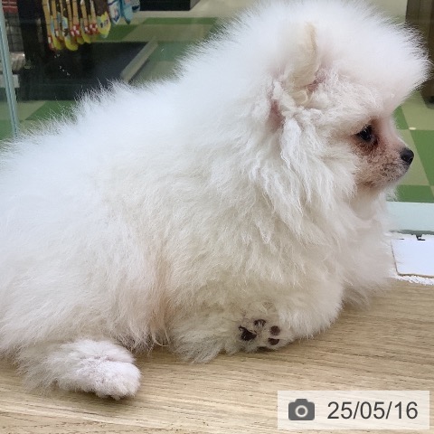 ポメラニアンの写真
