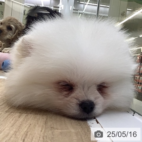 ポメラニアンの写真