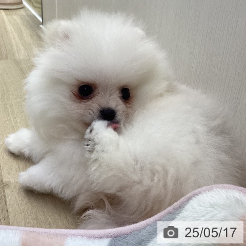 ポメラニアンの写真