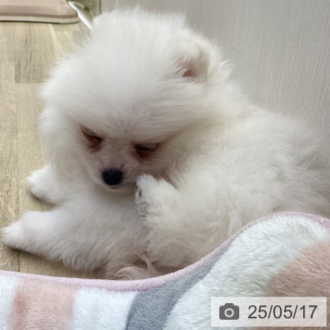 ポメラニアンの写真