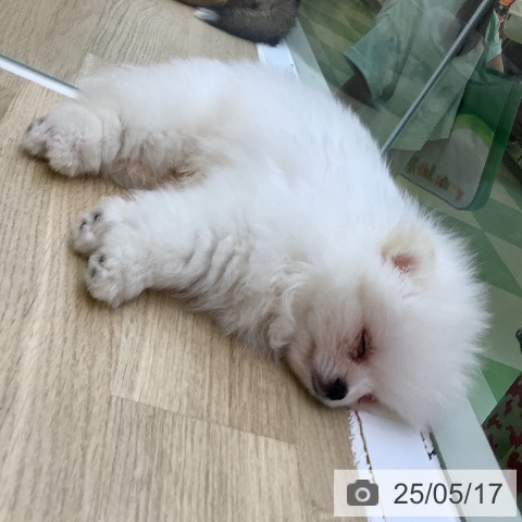 ポメラニアンの写真