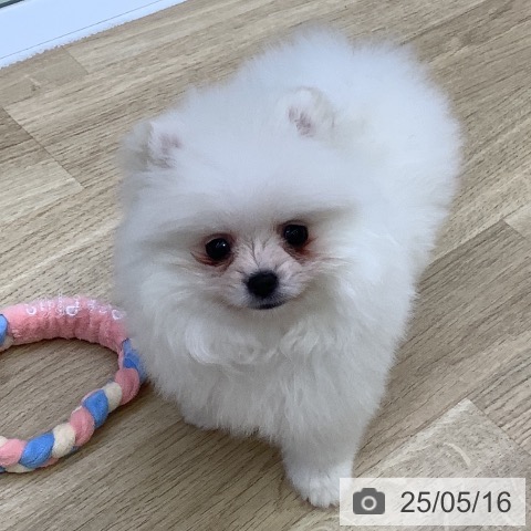 ポメラニアンの写真