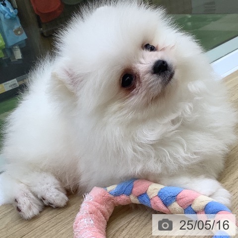 ポメラニアンの写真