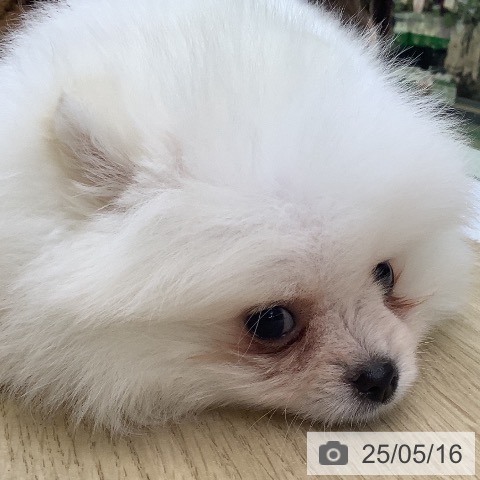 ポメラニアンの写真