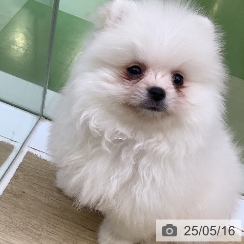 ポメラニアンの写真