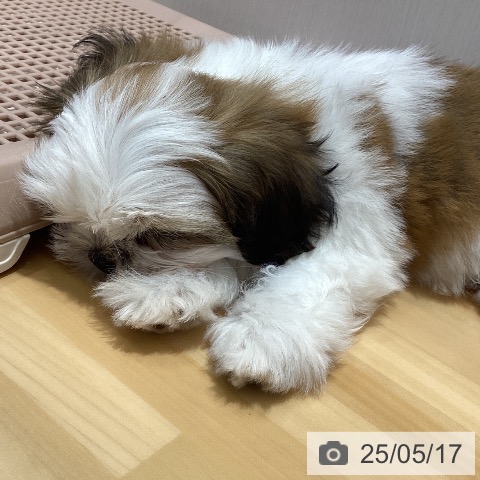 シー・ズーの写真